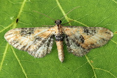 Eupithecia gueneata