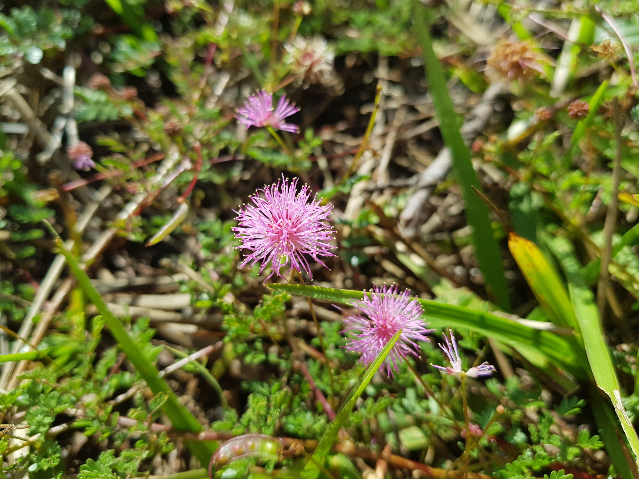 Mimosa misera