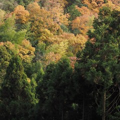 Cryptomeria japonica