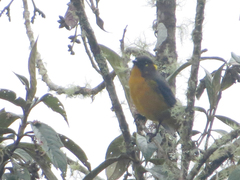 Anisognathus lacrymosus