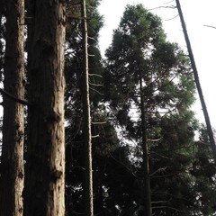 Cryptomeria japonica