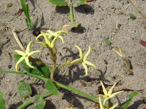 Orthanthera jasminiflora image