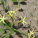 Orthanthera jasminiflora - Photo (c) Joachim Louis, algunos derechos reservados (CC BY-NC-ND), subido por Joachim Louis