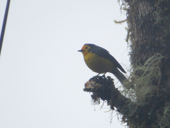 Myioborus ornatus