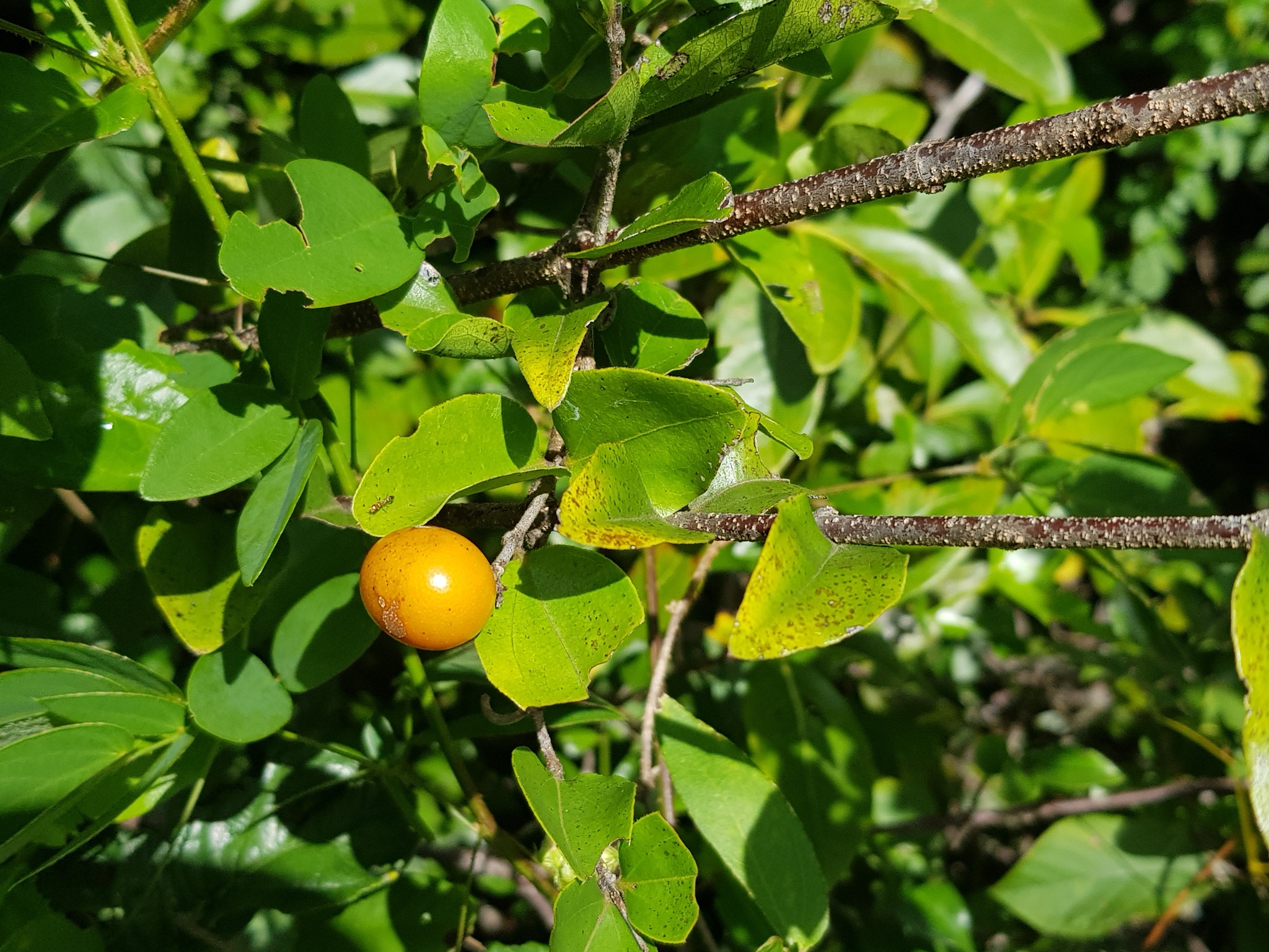 Strychnos parvifolia