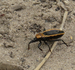 Ectrichodia crux