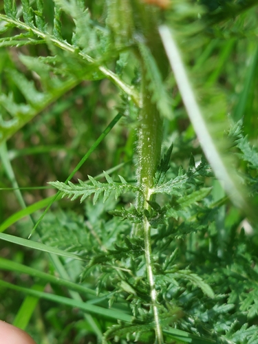 Image of Crested lousewort by (c) Thomas Koffel, some rights reserved (CC BY)