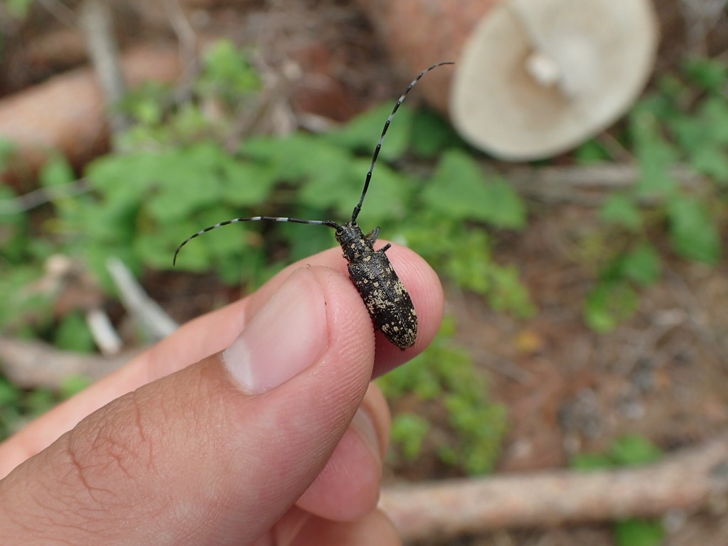 Monochamus saltuarius