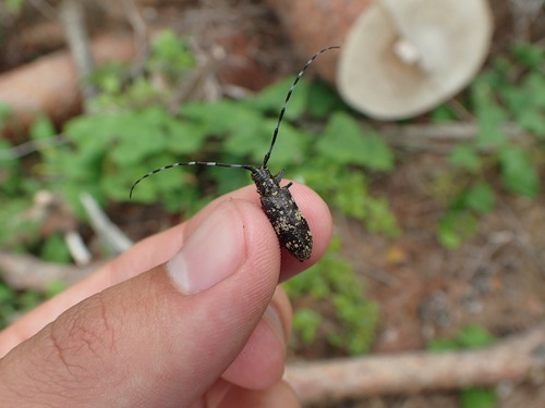 Monochamus saltuarius