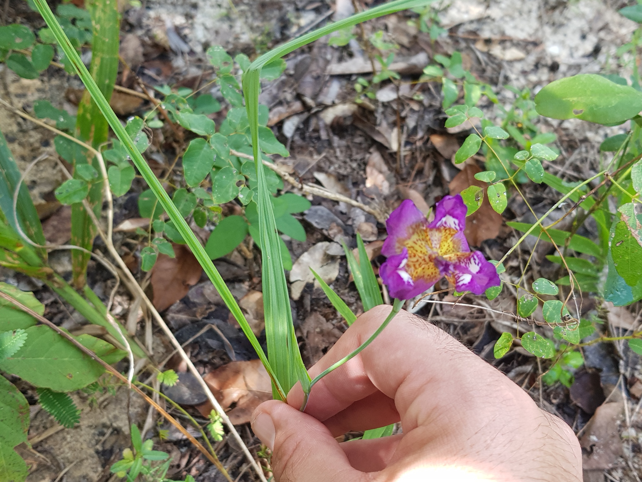 Alophia drummondii