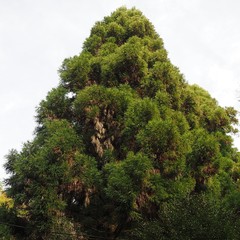Cryptomeria japonica