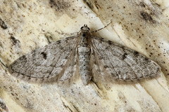 Eupithecia indigata