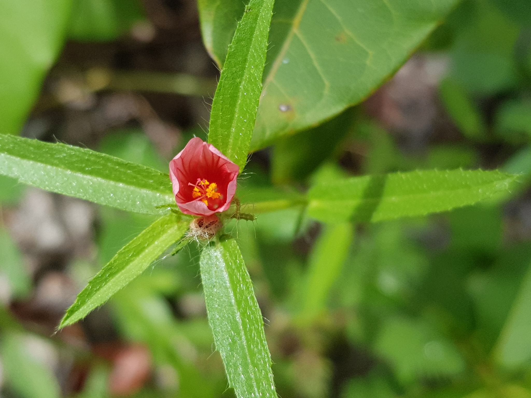 Sida castanocarpa