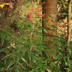 Nandina domestica