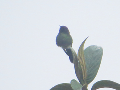 Ramphomicron microrhynchum