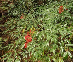 Nandina domestica