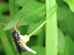 Scolia superciliaris