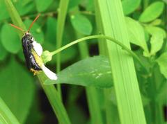 Scolia superciliaris