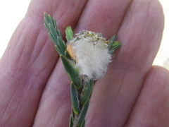 Lachnaea eriocephala