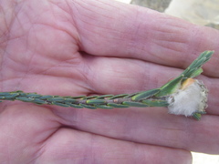 Lachnaea eriocephala