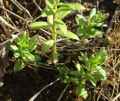 Lobelia sonderiana image