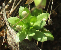 Lobelia sonderiana image