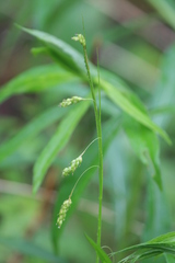 Carex formosa