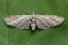 Eupithecia innotata