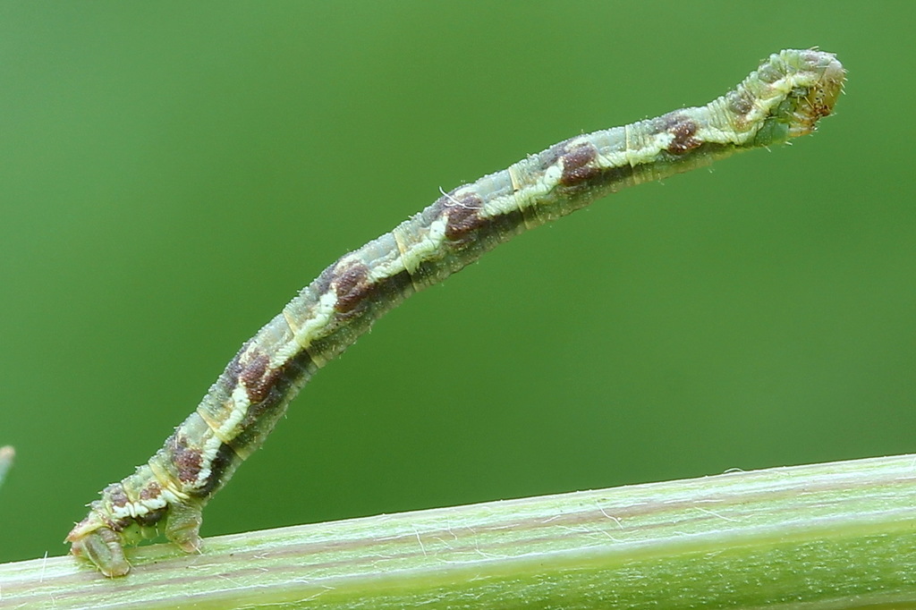 Eupithecia innotata