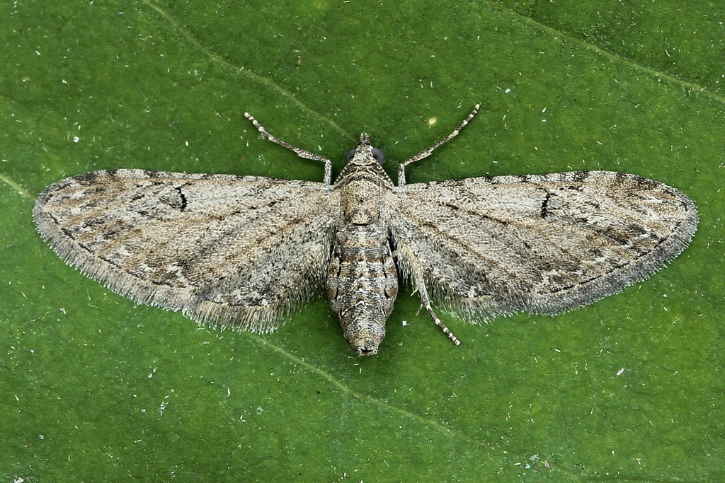 Angle-barred Pug