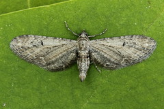 Eupithecia innotata