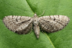 Eupithecia intricata