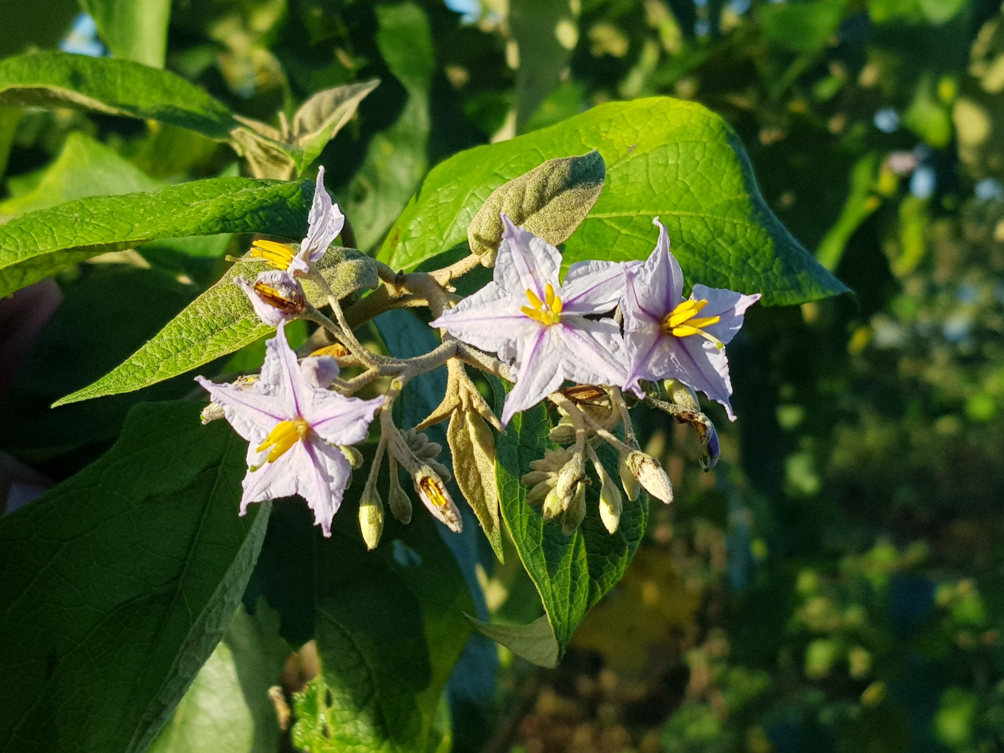 Solanum paniculatum