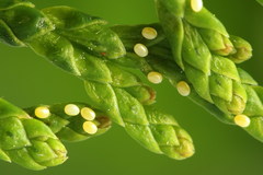 Eupithecia intricata