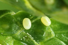 Eupithecia intricata