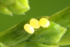 Eupithecia intricata