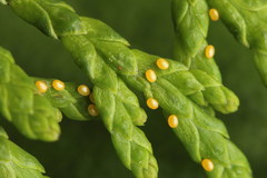 Eupithecia intricata