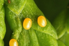 Eupithecia intricata