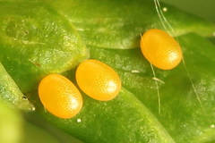 Eupithecia intricata