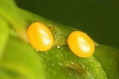 Eupithecia intricata