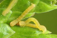 Eupithecia intricata