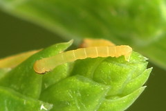 Eupithecia intricata