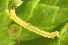 Eupithecia intricata