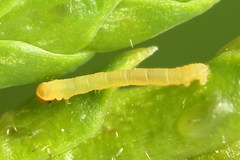 Eupithecia intricata