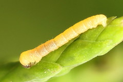 Eupithecia intricata