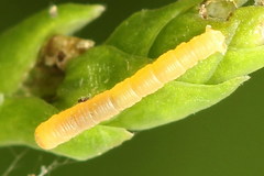 Eupithecia intricata