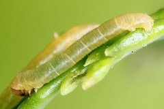 Eupithecia intricata