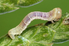 Eupithecia intricata