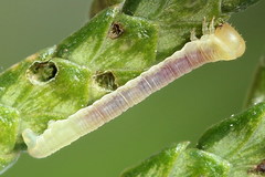 Eupithecia intricata