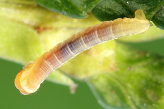 Eupithecia intricata